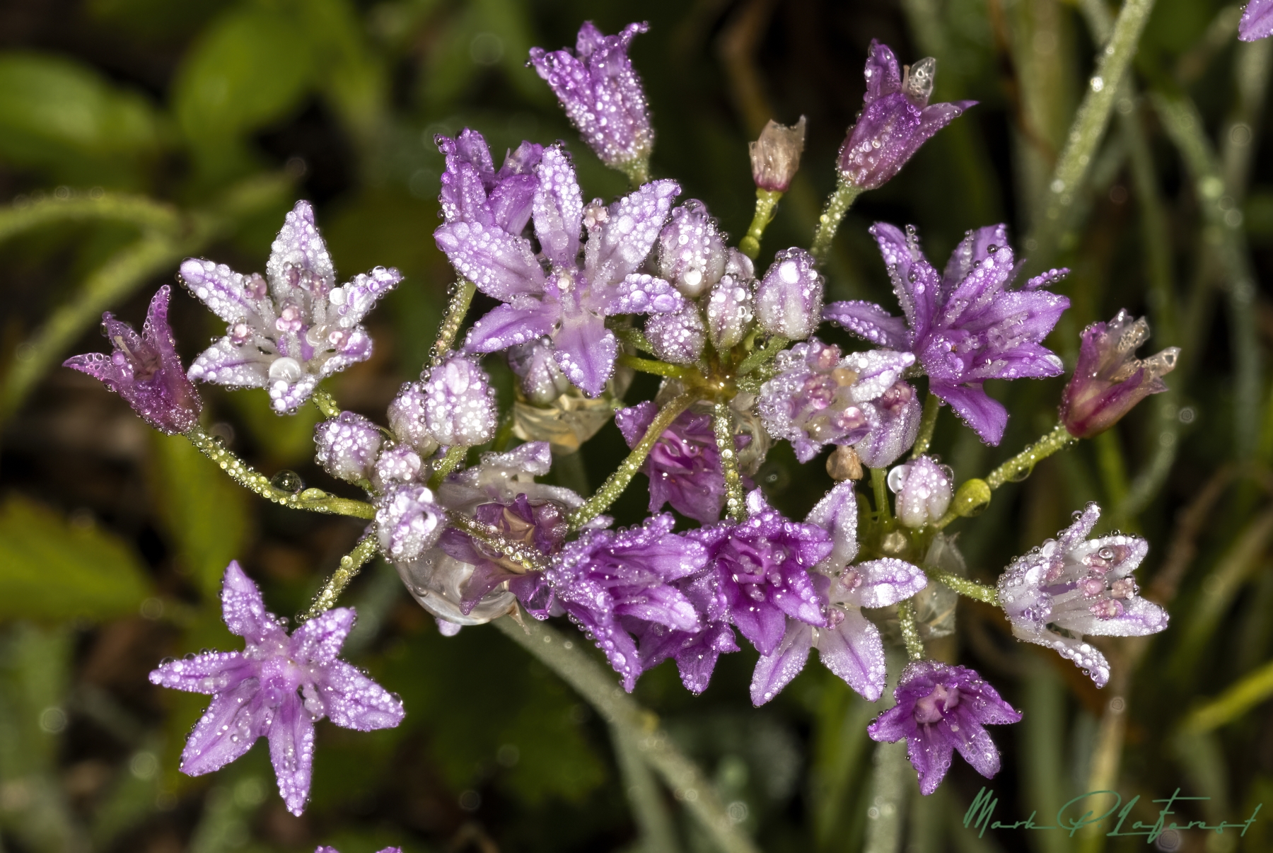 /gallery/north_america/USA/Texas/austin/Prairie Onion March 2024-009_med.jpg